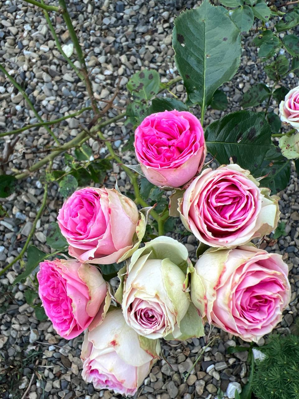 – Тільки хто тобі сказав, що квартира у спадок до тебе перейде