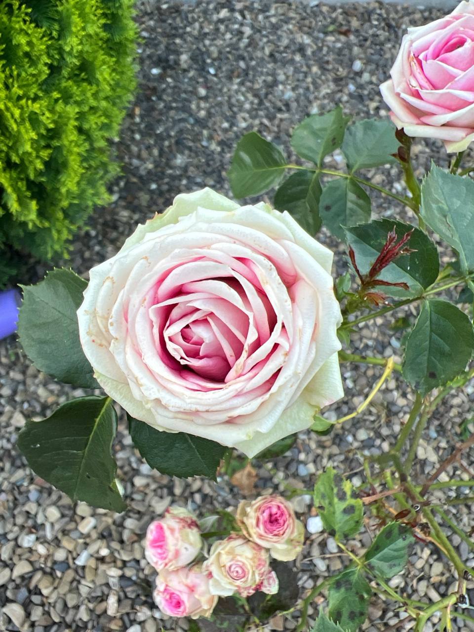 Маріє, ви мені кави побільше привезіть, бо ніде нема такої доброї як та ваша італійська, – каже мені по телефону сваха. – І якщо вам буде не важко, то ще я вам на вайбер список скинула, купіть, якщо зможете ще ці продукти. Я по приїзду усі гроші за ці покупки вам поверну. Я поговорила з свахою, поставила слухавку і заглянула у вайбер. Лариса і справді вислала цілий список. Відмовити родичці я не могла, тому купила все за списком, але обіцяних грошей я так і не дочекалася