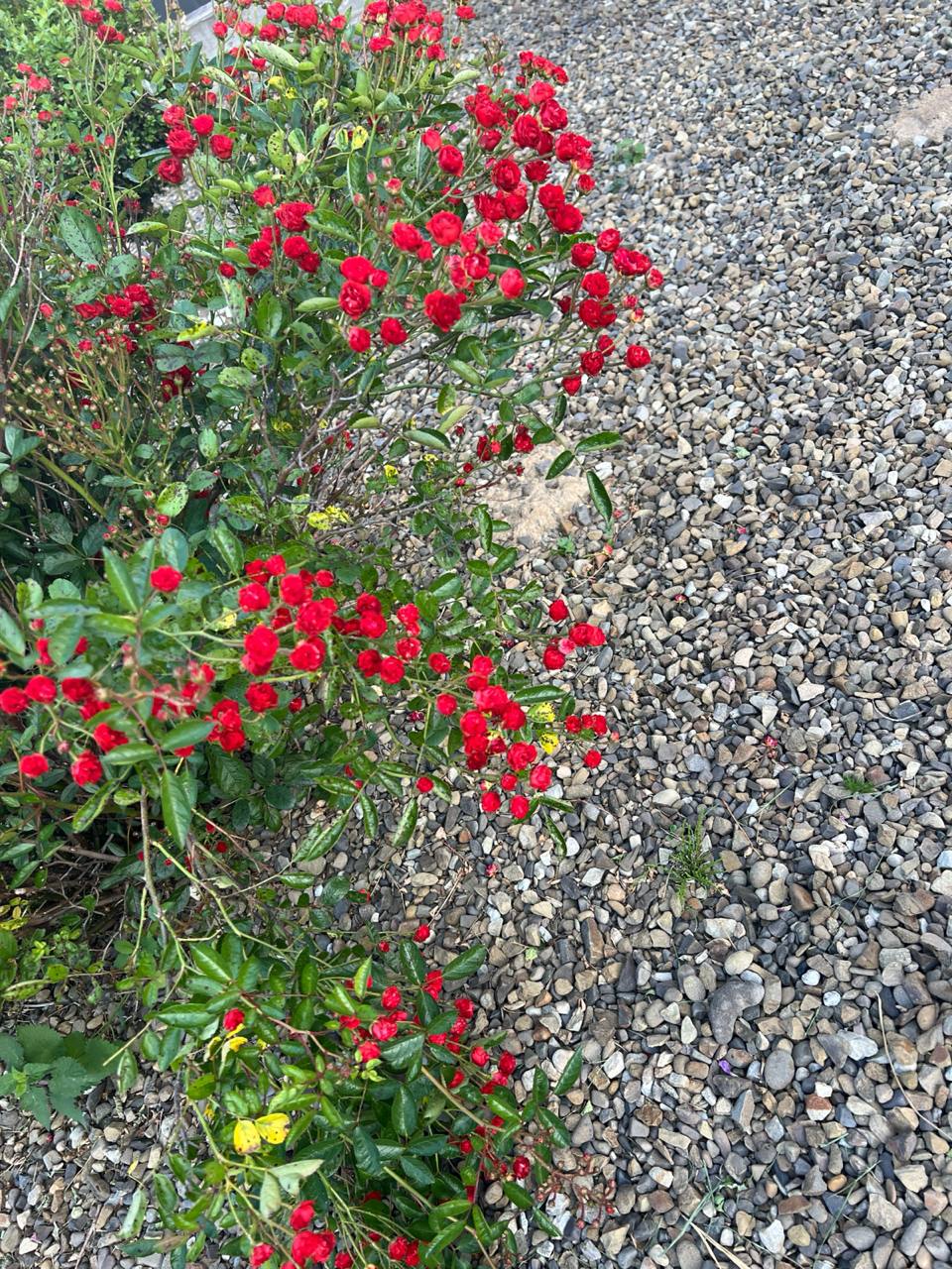– Я готова допомогти іноді, але не жертвувати своїм часом і бажаннями повністю. Сподіваюся, ви навчитеся планувати своє життя без постійного використання мене