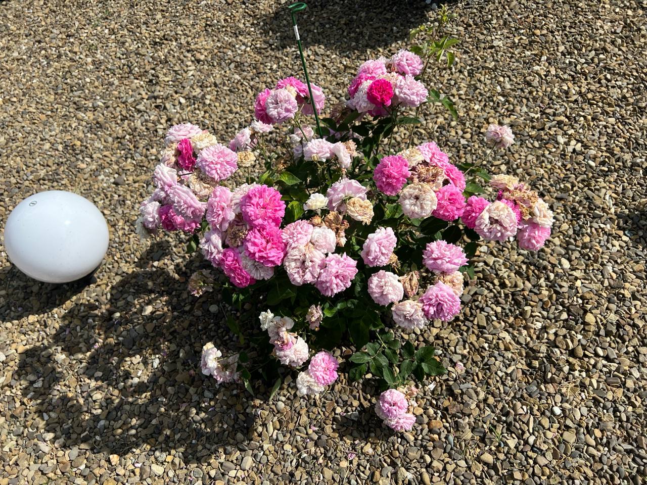 — Значить, тепер ми купимо меблі моїй мамі!