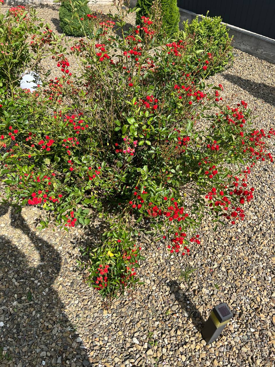 – Кидаєш матір одну? Хто мені ліки купуватиме? Хто з Найдою гулятиме? – Причитала мати