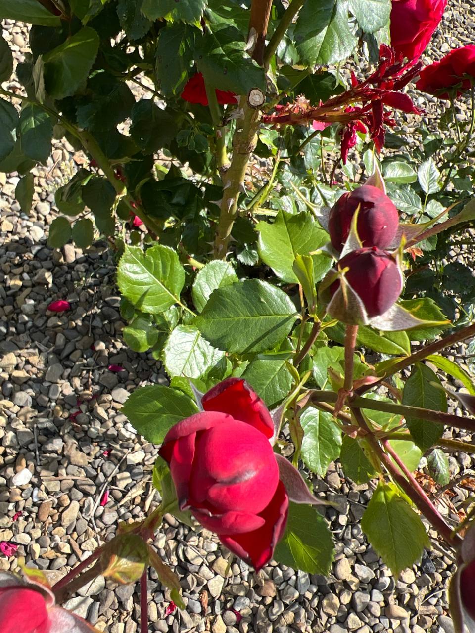 Я проти, до чого тут твої батьки? Ми ці гроші заробляли разом, і ми їх витратимо на те, на що планували, – озвучив свою думку мій чоловік. Ніякої дачі він не хоче, не любить він все це, і не має бажання з цим звʼязуватися. До того ж, мама хоче, щоб дачу ми на тата оформили, бо інакше це не буде повноцінним подарунком. Ти ж нічого не втрачаєш. Зараз ти зробиш приємне батькові, а потім ця дача і так тобі дістанеться, – каже мама. – Мамо, мій чоловік проти, тому нічого з цього не вийде, – пояснюю я. – Тоді, у нас немає доньки. Любляча дочка погодилася б, – заявила мама