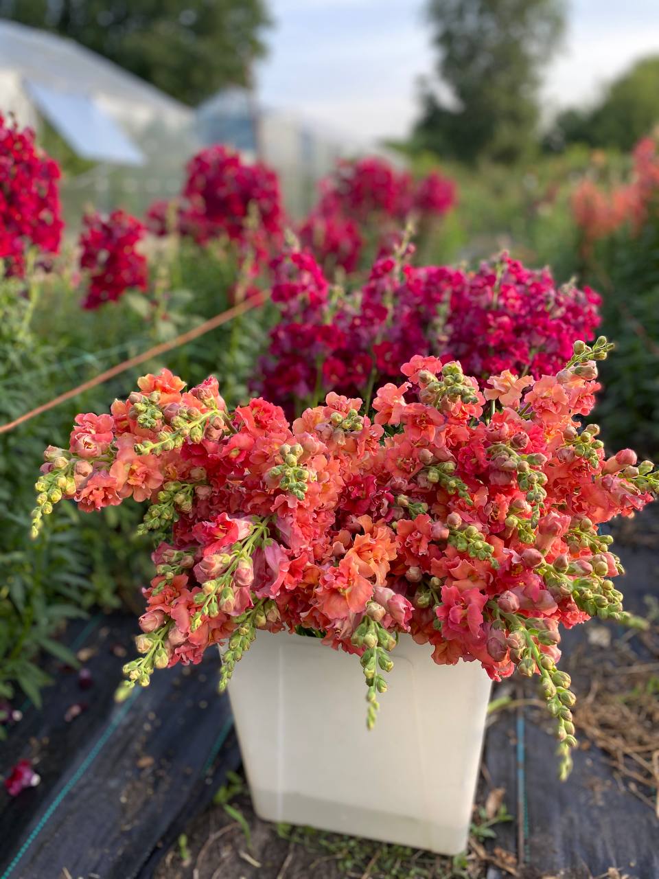 Степане, ти де? Ти ж мені обіцяв сьогодні з грядками допомогти, – Марія дуже засмутилася, коли побачила, що чоловік з самого ранку знову кудись пішов. Усі в селі знали: Степан – душа компанії. Він був з тих чоловіків, що завжди з друзями – і в радості, і при келиху. Коли треба – машину полагодить, коли яке свято – перший на баяні, а коли треба – підставить плече. Його цінували, кликали, поважали. Але одна людина вдома все більше відчувала себе зайвою. І це була його дружина – Марія