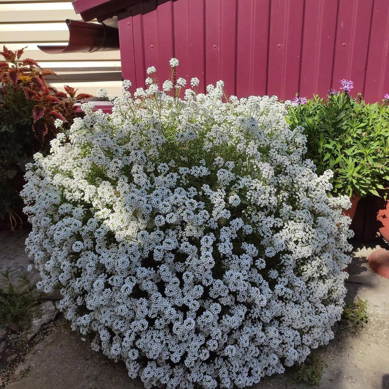 Євген увірвався в квартиру і, стоячи взутим у передпокої, почав кричати: — Скільки разів я тебе просив у робочий час мені не дзвонити?! Невже ти не можеш кілька годин потерпіти і особисто цікаве тебе питання мені задати? Оля хрипким голосом заперечила: — Я говорила з тобою менше двох хвилин! Просто попросила, щоб ти заїхав в аптеку і купив мені ліки.