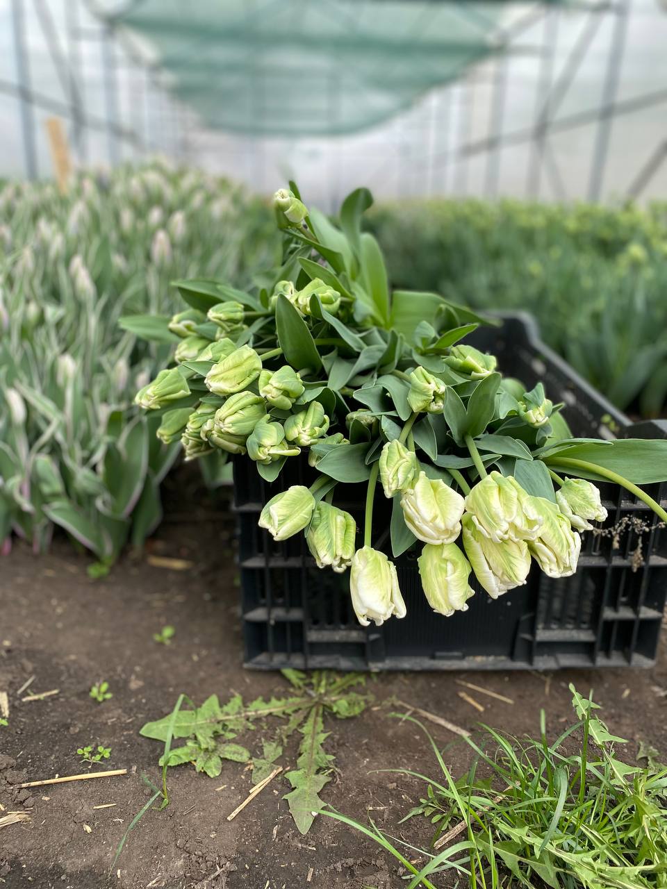 – Квартиру я на тебе оформила, все тобі дістанеться. Матері не думай поступатися. Краще взагалі її не пускай