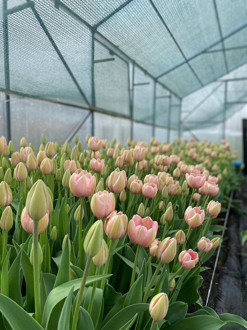 Коли Ганна Семенівна побачила хлопця біля старого сільського клубу, вона була впевнена, що звідкись знає його, хоча перед нею був незнайомець. Він стояв нерішуче, з великим рюкзаком, дивився навколо, наче щось шукав. – Може, ви когось шукаєте? – підійшла вона ближче. – Так, бабусю. Мені сказали, що тут колись жила жінка, яка допомогла моїй мамі в дуже важкий час. Я хотів би знайти її. – А як звали твою маму? – спитала Ганна, відчуваючи, як по спині пішли мурашки