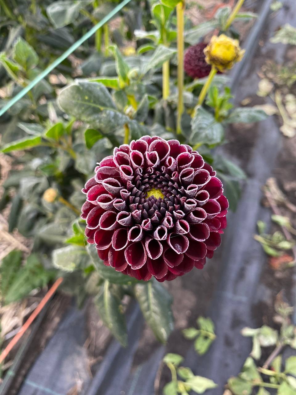 Мама сказала, що хоче жити з нами. Я погодився, — Тарас говорив тихо, не піднімаючи очей. — У неї в квартирі проблеми з опаленням. І взагалі, вона ж скоро буде твоєю свекрухою. Утрьох буде веселіше