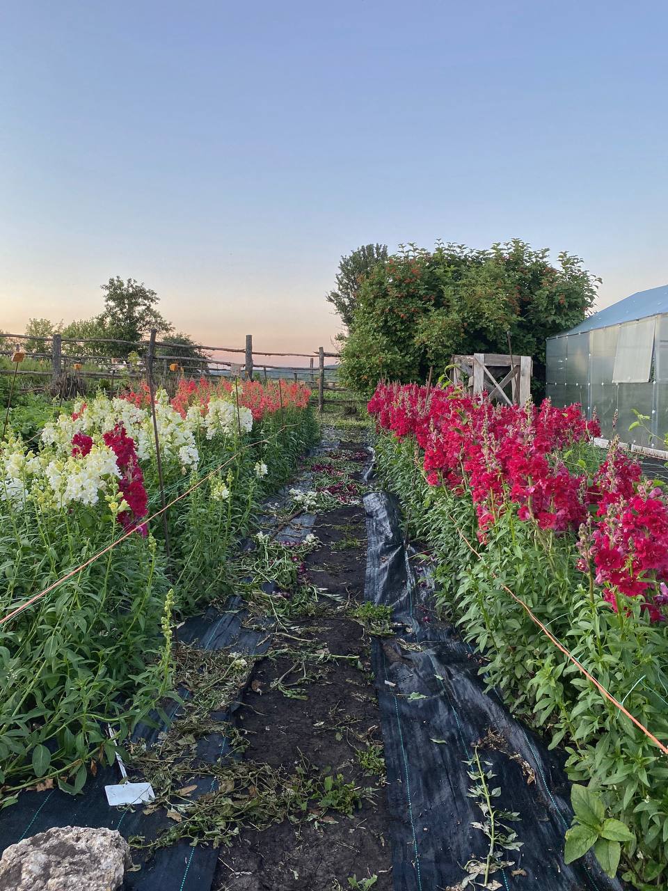 – Тобто, ти хочеш відпочивати, поки мама спину гне? Не очікував від тебе. Не ганьби мене, будь ласка, перед батьками