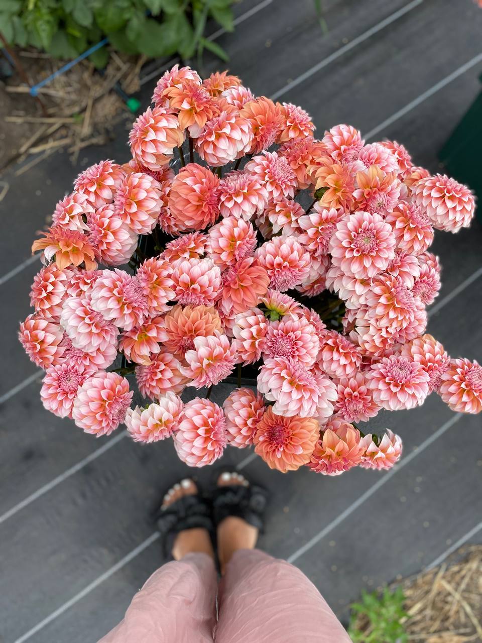 На станції всі троє мовчали. Потяг ще не приїхав, а діти вже тулилися до бабусі. – Ми ще приїдемо. На Петра. І на Спаса. І на осінні канікули! – сказав Артем. Бабуся змахнула сльозу й махала до останнього, поки вагон не зник за поворотом. А вдома Оленка написала в щоденник: «Село – це круто. Бабуся – найкраща. Наступного разу візьму менше речей. Там і без телефона є життя»