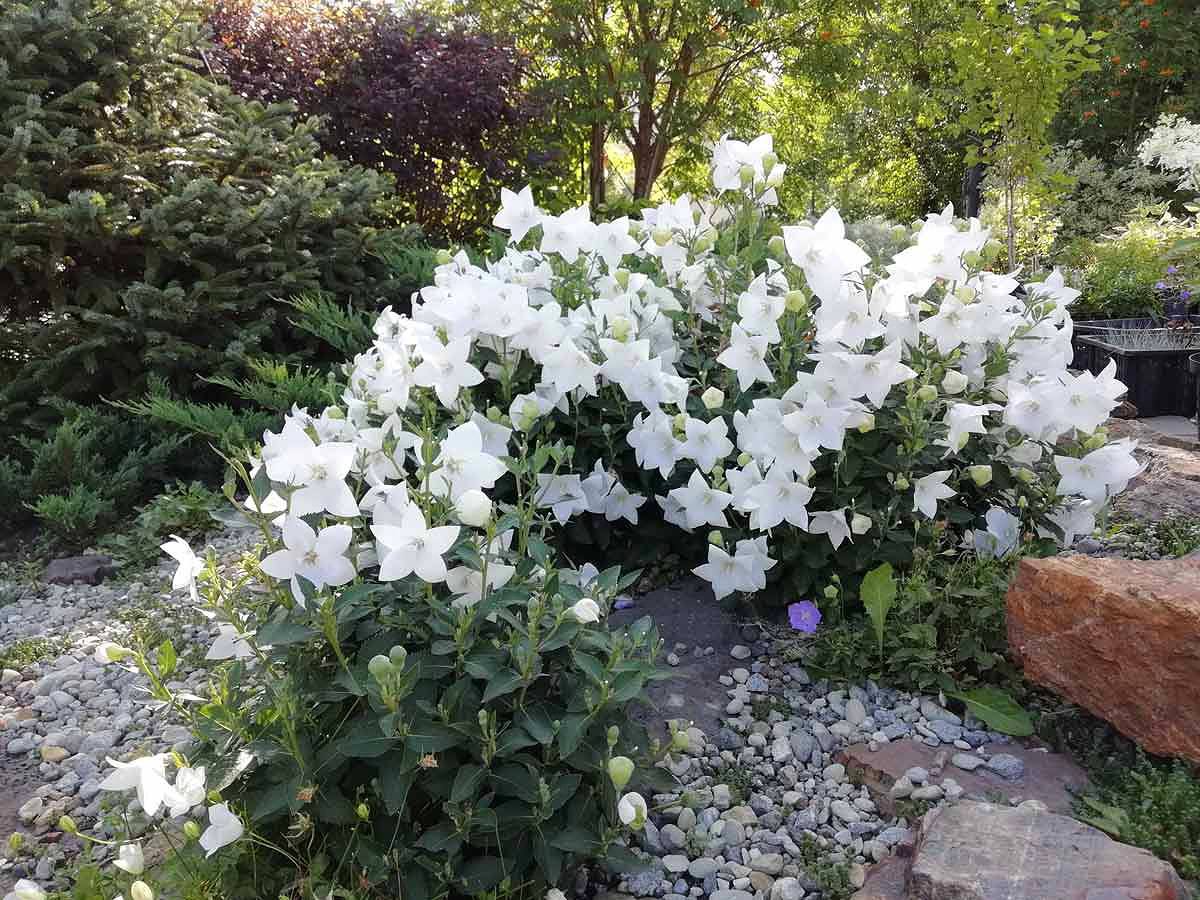 – Що?! – А що чули! Я в інтернеті на сайті знайомств оголошення дав: «Шукаю коханця для своєї тещі». І озвався один. Теща сіла навпроти зятя і витріщила очі. – Ви не хвилюйтесь, він чоловік знатний. І за ґратами сидів, як ваш перший чоловік