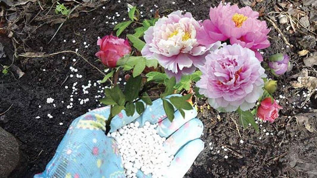 Віро, як це ти не підеш? Ти хоч розумієш, як мені буде без дружини на цьому весіллі? – в розпачі став проситися Петро. – Не піду, бо мені нема чого там робити. І тобі не раджу туди йти, – не відводячи погляду від дзеркала, спокійно відказала дружина. – Я не можу не піти, рідна донька мене на своє весілля покликала, як я не піду? Але мені без тебе там незручно буде. Оксана сказала, що тебе теж запрошує, от, і в запрошенні ти теж є, – Петро відкрив конверт із запрошенням і показав Вірі. Чоловік почухав потилицю і замовк, він добре знав характер своєї дружини, і розумів, що якщо вона сказала, що не піде, то не піде. Але і самому йому якось незручно йти