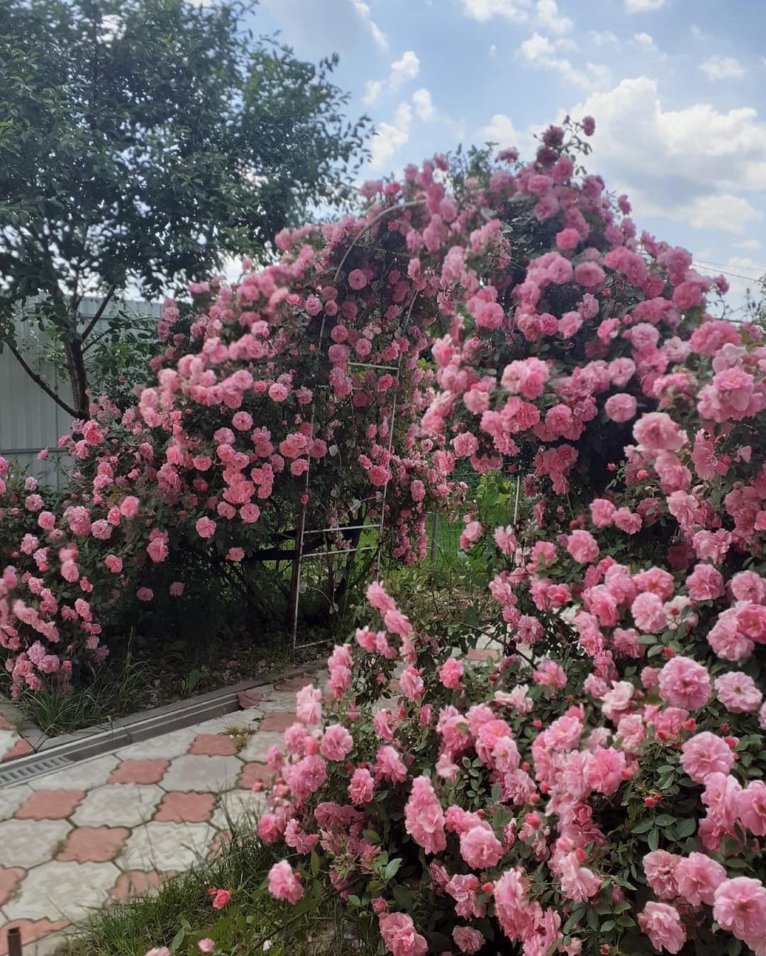 – Так він і є овоч! – Я встала і пішла до виходу. – Грошей більше не дам. Хочете – тягніть його. Але це ненормально