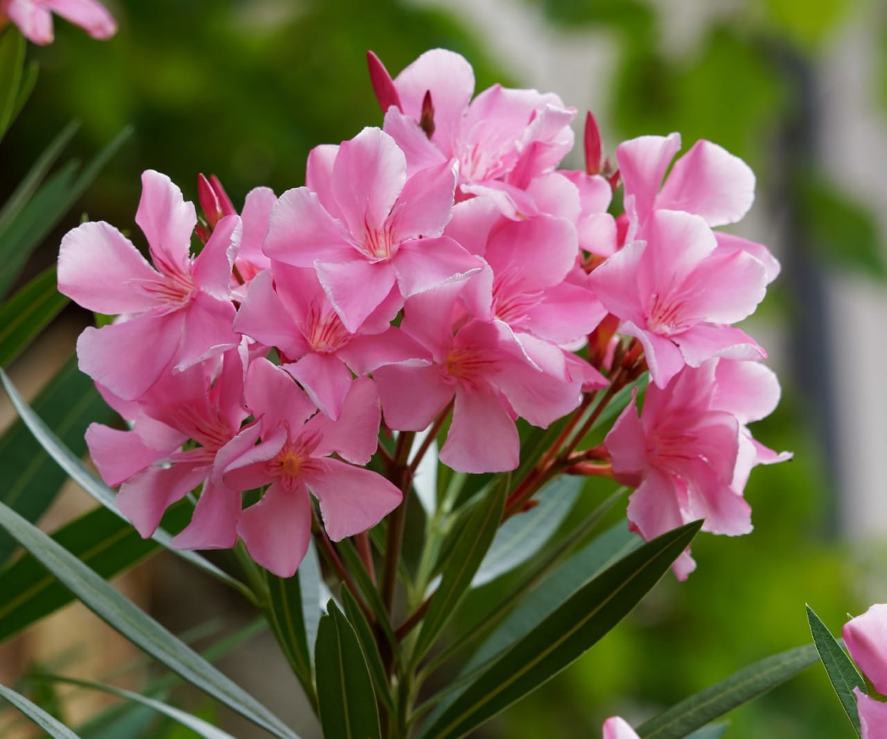 — Так, не думав я, що дійде до такого, але ладу не буде у вас, доки домовика не заведете. — Кого? Звідки ж ми його візьмемо? І потім, хата в селі — це одне, а ось міська квартира… Казки! — А я допомогти можу. У мене на прикметі є один домовик. Дуже серйозний, все вміє, все знає