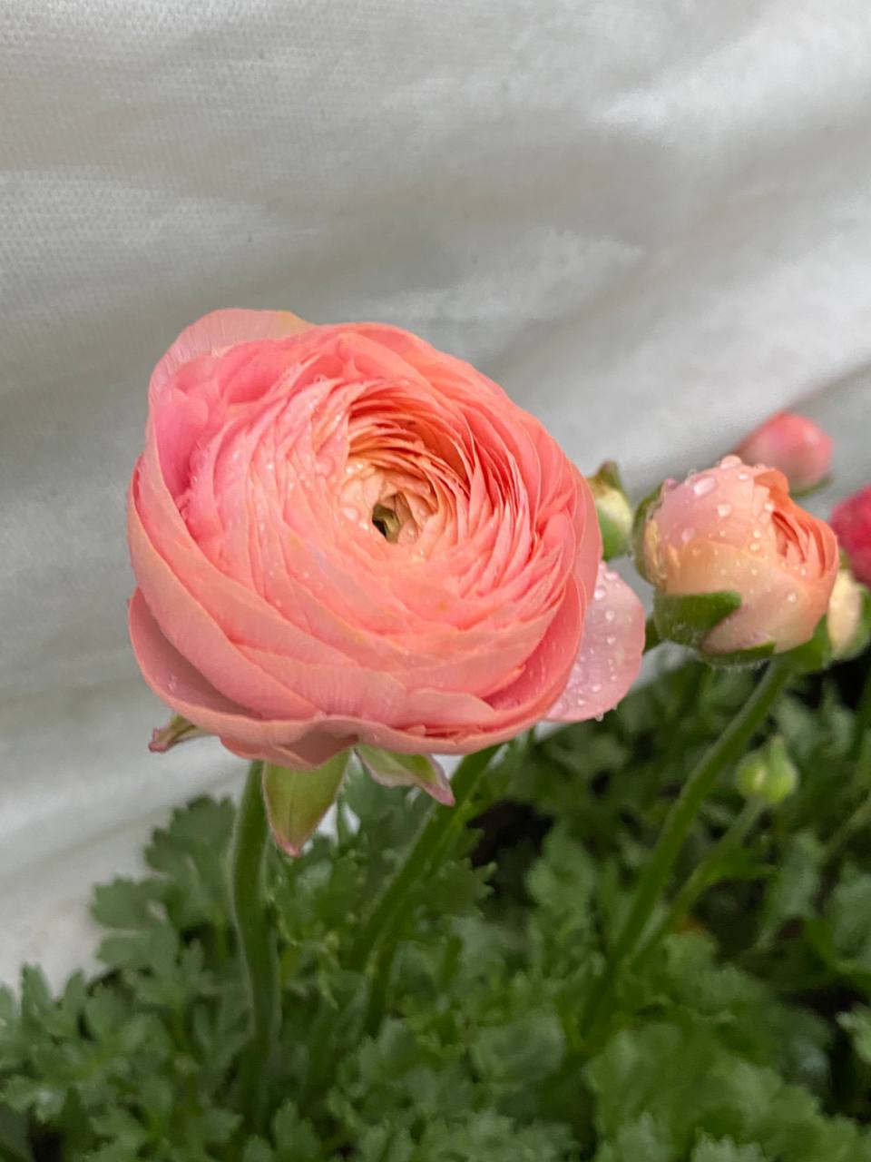 – Ти що, спокійно пожити мені взагалі не даси? – У голосі дорослого сина явно чулося роздратування