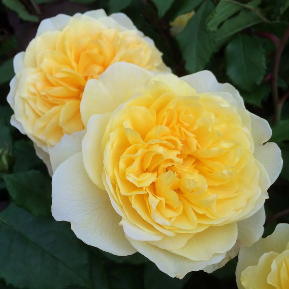 Алла з Віктором одружилися. Батько Алли зробив зятя своїм заступником на власній фірмі. Алла ж купалася в компліментах чоловіка, у які їй не дуже вірилося, але дуже хотілося вірити… – Чому ти не народжуєш, Алло?! – раз у раз почала питати Аллу мама. Але Аллу Віктор переконав, що він має дуже важку роботу. Тільки-но Алла починала пропонувати, щоб вона теж вийшла на роботу, як Віктор образився. – Ти що, Алло, я ж для сім’ї стараюся, ледве додому з роботи приходжу! – казав він. – Хто ж мені поїсти приготує, одяг попрасує й попере?! І Алла погоджувалася… А потім Віктор зробив найгірше.