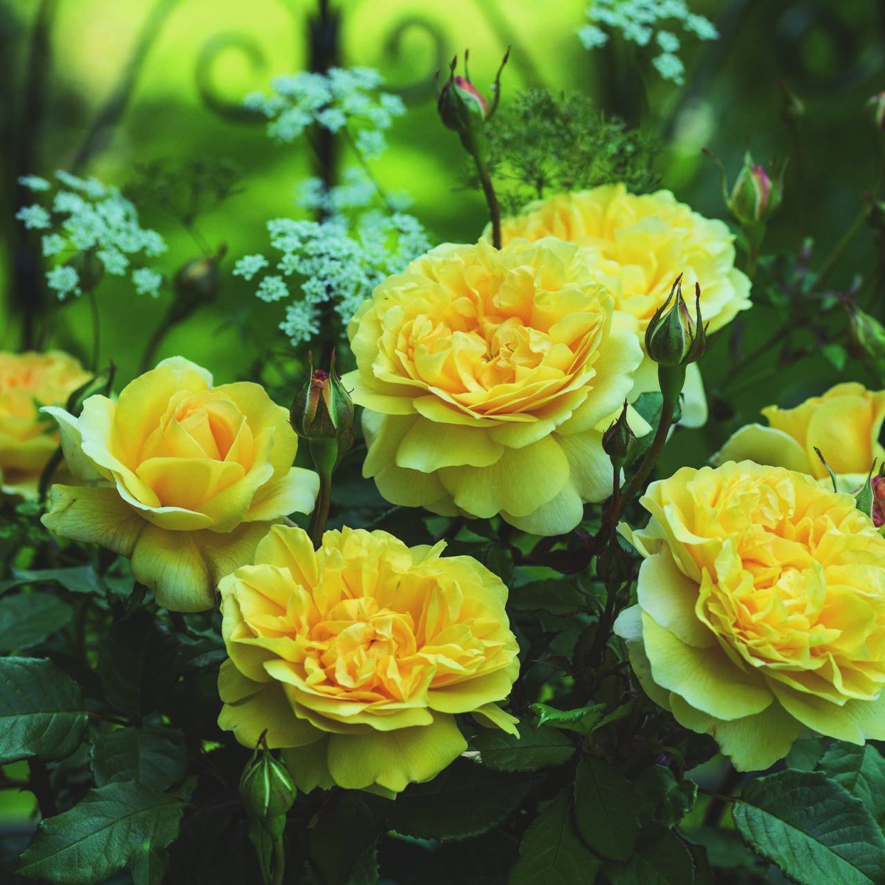 У Ліди не стало мами… Мати мала великий будинок у селі. Влітку туди любили приїжджати родичі. Дехто міг всю свою відпустку провести в гостях. Мати Ліди відмовляти не любила, а точніше не вміла. Овочів та ягід завжди було повно, яйця від своїх курочок… Родичі дещо купували, та й Ліда завжди привозила матері продукти. Вона завжди говорила мамі, щоб не приймала стільки гостей, але ту було не переконати. А родичі приймали це, як належне… Все сталося уві сні, коли всі гості роз’їхалися. Знесилена після праці мати лягла спати. Вранці вона вже не прокинулася… Наступного року перше літо без мами почалося з несподіваного візиту…