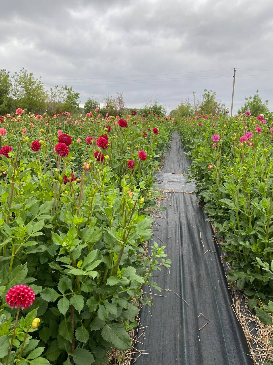 Це наша традиція. Щосуботи вранці я приношу їй квіти, – урочисто виголосив він. – Навіть якщо хворію, навіть якщо затримуюся на роботі