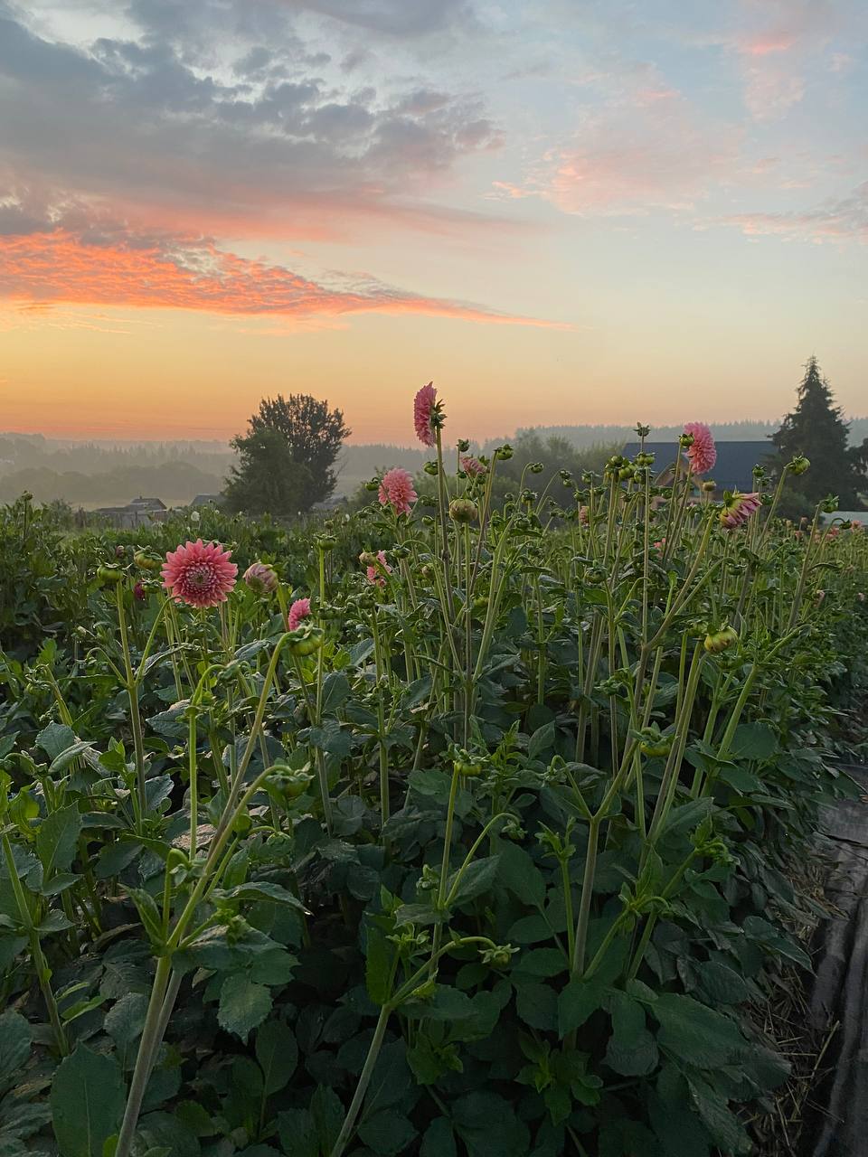 До чого вона готова? Жити без мами? Ні! Не готова і ніколи не буде готова! — Батько приїхав, чекає на тебе. – Зіна поправила на голові чорну пов’язку. – Пора, дівчинко