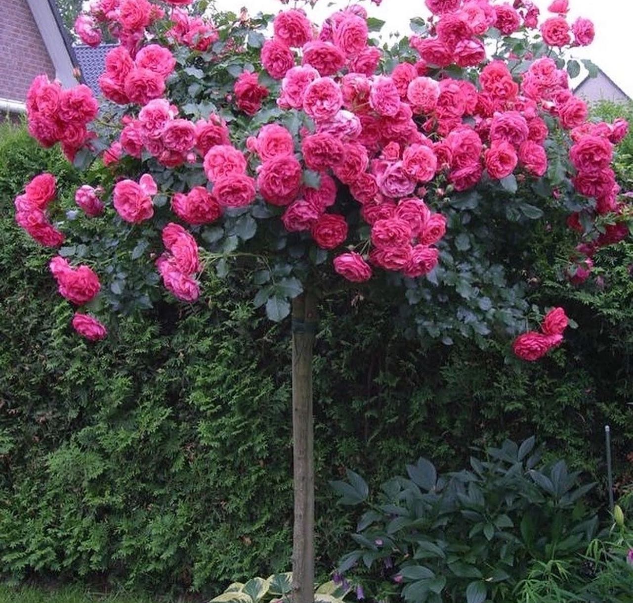 – Синку, подай хоч гривню на хліб! У мене внучка вдома зовсім голодна. Немає й копійки, – голос бабусі тремтів від втоми та холоду