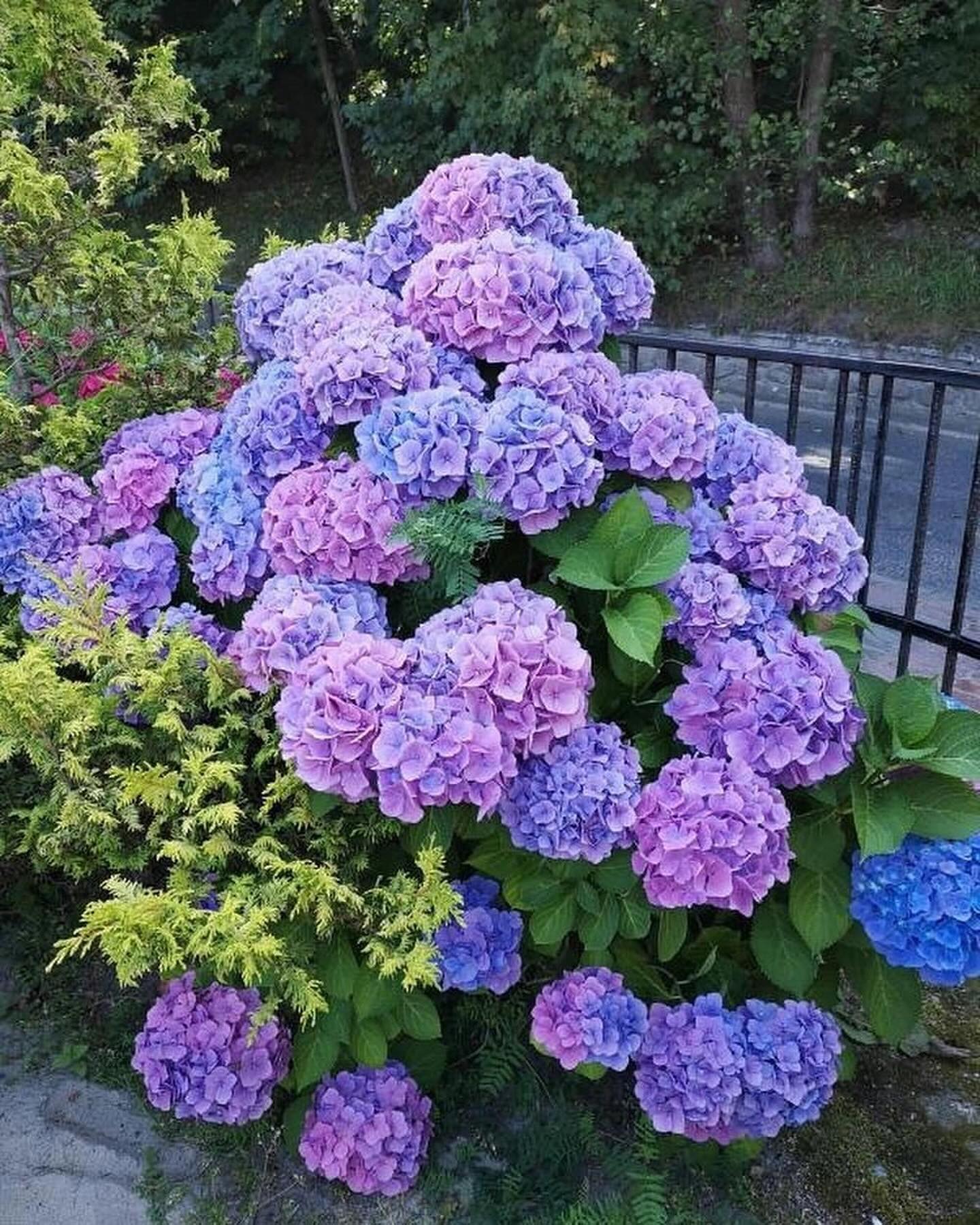 — Ти не розумієш, — сказав він хрипло. — У мене є зобов’язання. — Перед ким? — Олена встала з дивана, і він побачив, що вона тремтить. — Перед мамою, яка отримує пенсію трохи менше твоєї зарплати, але звикла, що ти їй доплачуєш? Перед братом, який у тридцять років так і не навчився відповідати за себе? Або перед колегами, які й не помітять, старий у тебе телефон чи новий? — Це не так просто… — Просто! — вперше за вечір вона підвищила голос.