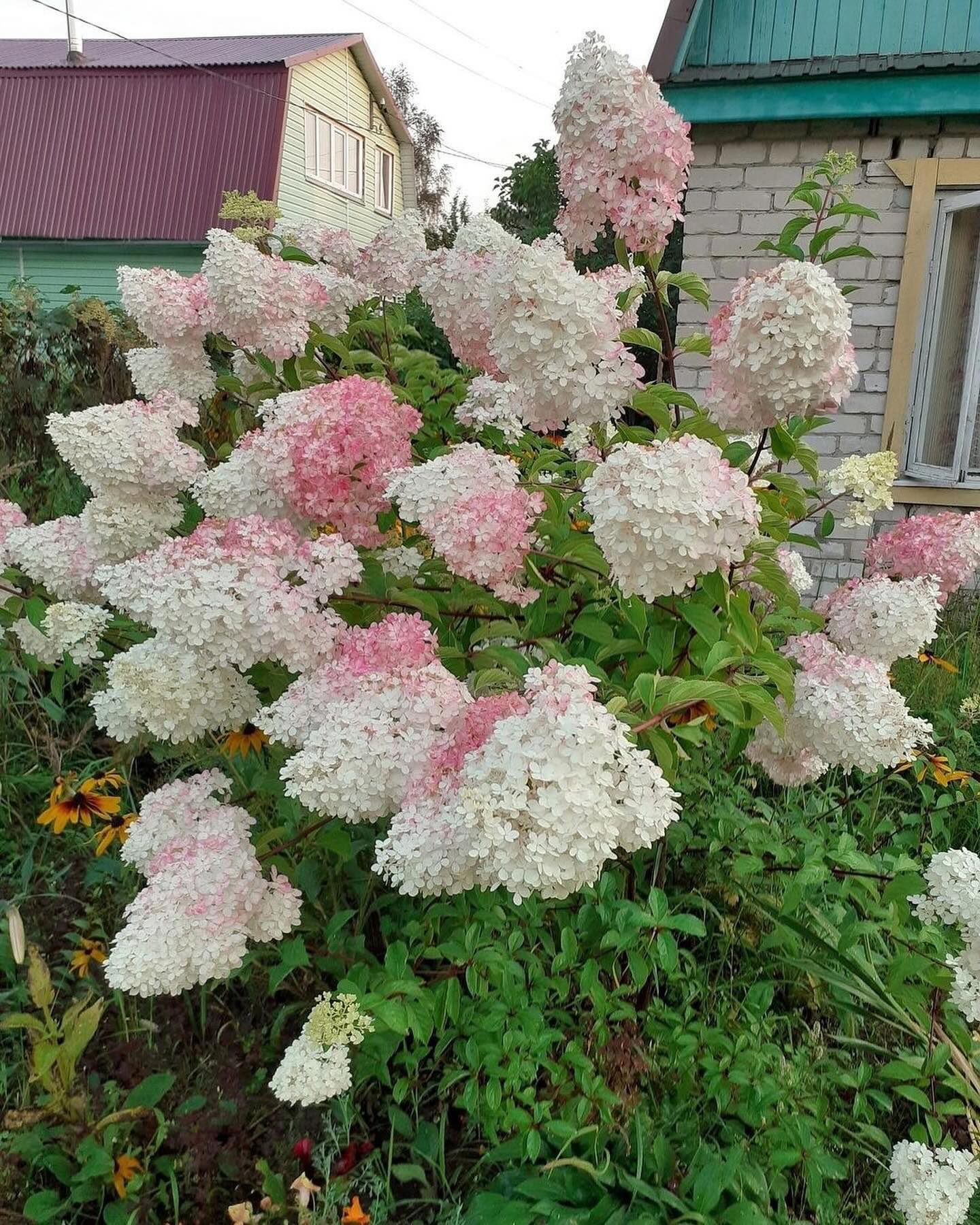 Ніна жила в місті. Мала гарну роботу, квартиру, авто і улюблену кав’ярню, де її вже знали в обличчя. Вважала себе самостійною, сильною жінкою. Іноді навіть пишалася собою більше, ніж варто. Батьки залишились у селі. Простий будиночок, старенький телевізор, грядки, піч, на якій ще з дитинства так солодко спалося. Але Ніна давно не приїжджала. Спочатку була робота, потім якісь курси, потім новий проєкт. А коли мама телефонувала, Ніна завжди трохи дратувалася: – Ну що ти хочеш знову? Я зайнята