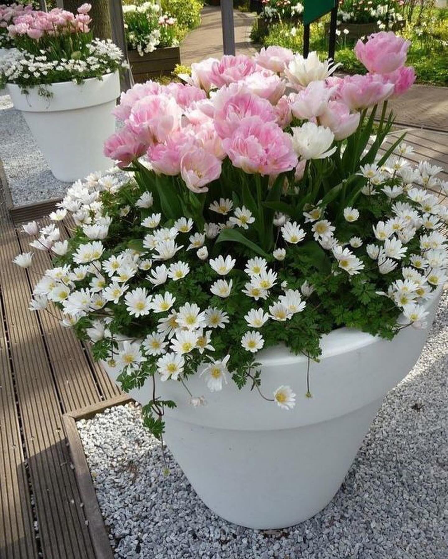 Стефанія повернулась у село тихо, без гучних зустрічей. Після двадцяти п’яти років праці в Італії їй хотілося лише одного – спокою. Колись вона поїхала, щоб поставити дітей на ноги. Двоє – Наталка і Юрко – давно вже в місті. Хати не продали, але й не приїздять. У мами – старість, а в них – робота, діти, кредити. Сусіди зустрічали її по-різному. Хтось тішився, що вернулась. Хтось заздрив – бо, мовляв, “та в Італії грошей накосила”. А хтось просто обертався з цікавістю: як виглядає та, що пів життя десь за морями. Але найбільше Стефанію здивував кум Василь