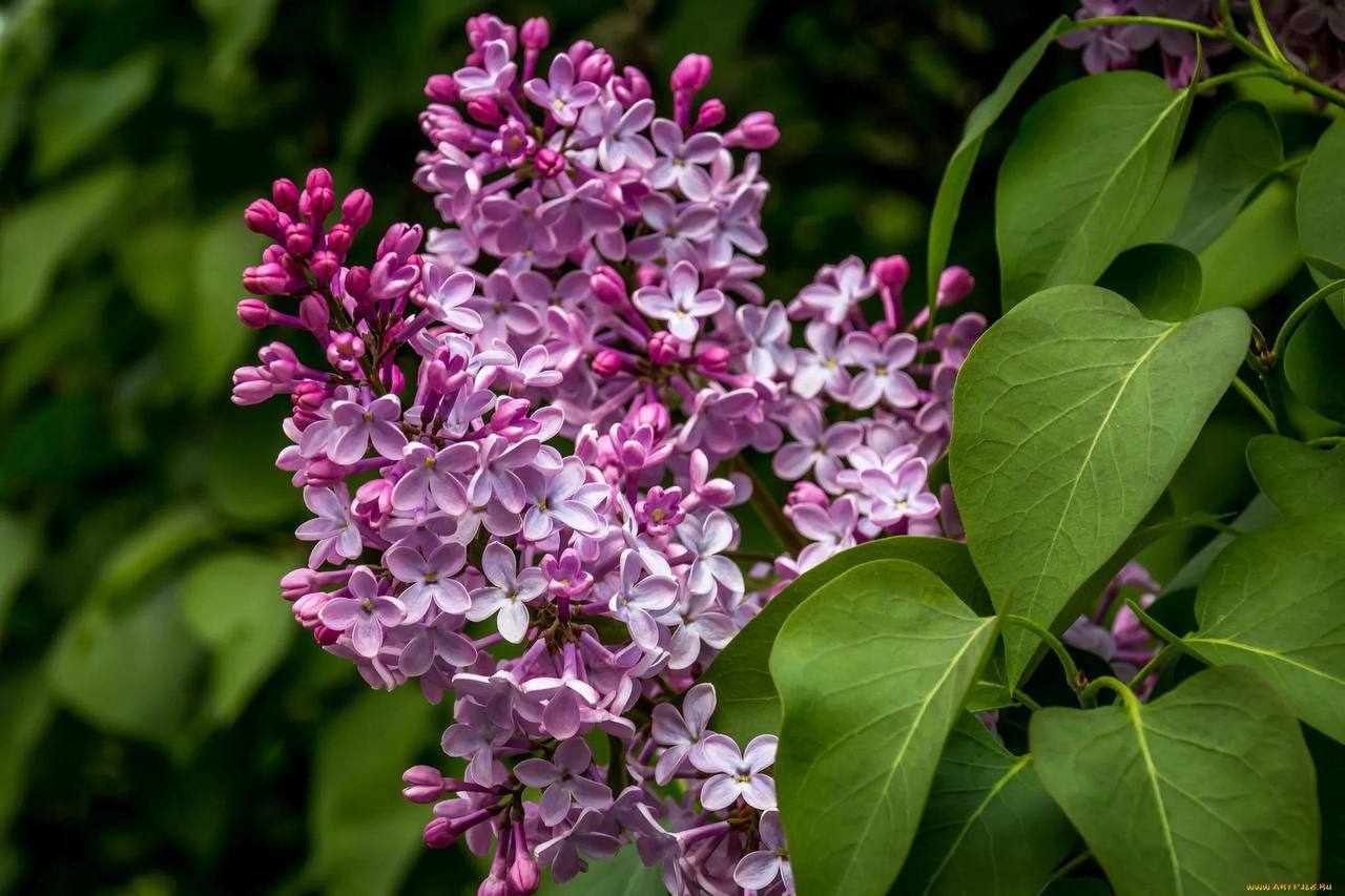 — Чого не їси? — Запитала Світлана у чоловіка, який уважно дивився на ложку, що вертикально стояла у рисі. – Охолоне ж. — Та ось мені цікаво стало, що буде, якщо твій рис використати замість плиткового клею, — задумливо промовив він