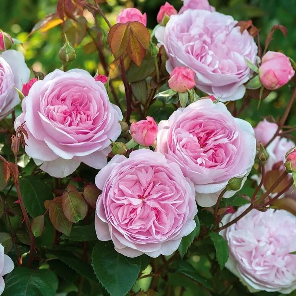 – Віра, все-таки приїхала! Яка онука у тебе, добра, привітна! А ти сама надовго