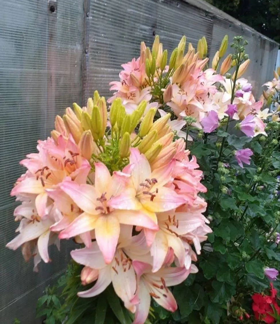 – А ти адресою, дочко, не помилилась? Може тобі хатню робітницю найняти, а ще няню? Мені з вами ніхто не допомагав, було вас троє, а я одна. Робота, будинок, прибирання. І пральних машин таких не було. Іноді вночі руками в тазі прала. – Не кажи мені про минуле століття! Краще про онуків подумай…