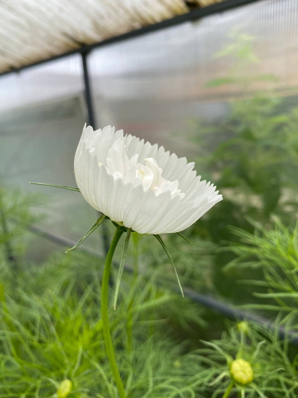 У палату зайшла медсестра. – Що це ми тут за вогкість розвели? – суворо запитала вона, – дивись, а то дитину у своїх сльозах втопиш. Що за горе в тебе таке? Дівчинка народилася міцненька, здорова. У тебе молоко прибуло, годуй дитину і припини нервувати, а то молоко пропаде. Радій, що все добре. Маня ніби отямилася від слів суворої медсестри. Вона змахнула сльози, посміхнулася незрозуміло кому, малятку чи медсестрі і сказала: – А я радію. Просто, як подумаю, що моя крихітка повторить долю жінок усього нашого роду, мені стає її так шкода.