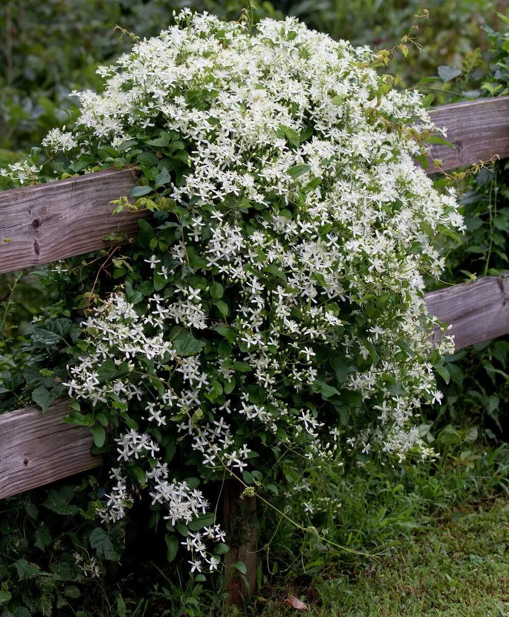 Віра прийшла з ринку — з повною торбою фруктів, сиром, випічкою. А в холодильнику — немає місця. Все забито контейнерами Світлани: «Детокс-салати», «ферментовані боби», «омега-закуски» — наче вона готувалася до змагань. — Свєто, це мій холодильник. Мій дім. Чому я, господиня, не можу покласти їжу?