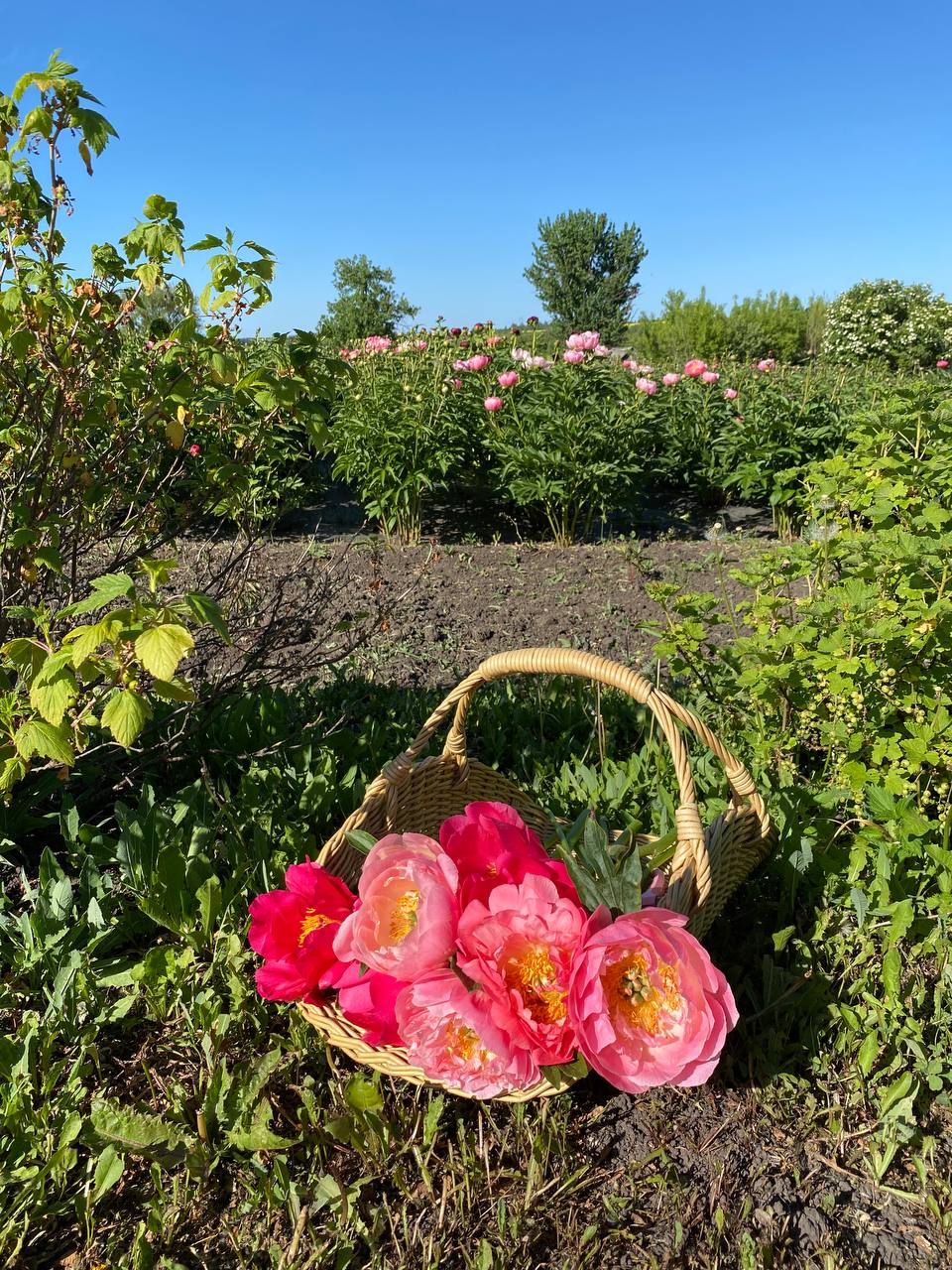 Він опустився на коліна перед нею прямо в коридорі. — Вибач… — Ідіть, Вікторе Сергійовичу. Мені нема про що з вами говорити. — Я був ідіотом. Вони підставили тебе… я бачив не все. Тільки те, що мені хотіли показати. Я не запитав, не вислухав. Просто… прогнав. Вибач.. Вона дивилася на нього без сліз. Як на чужого.