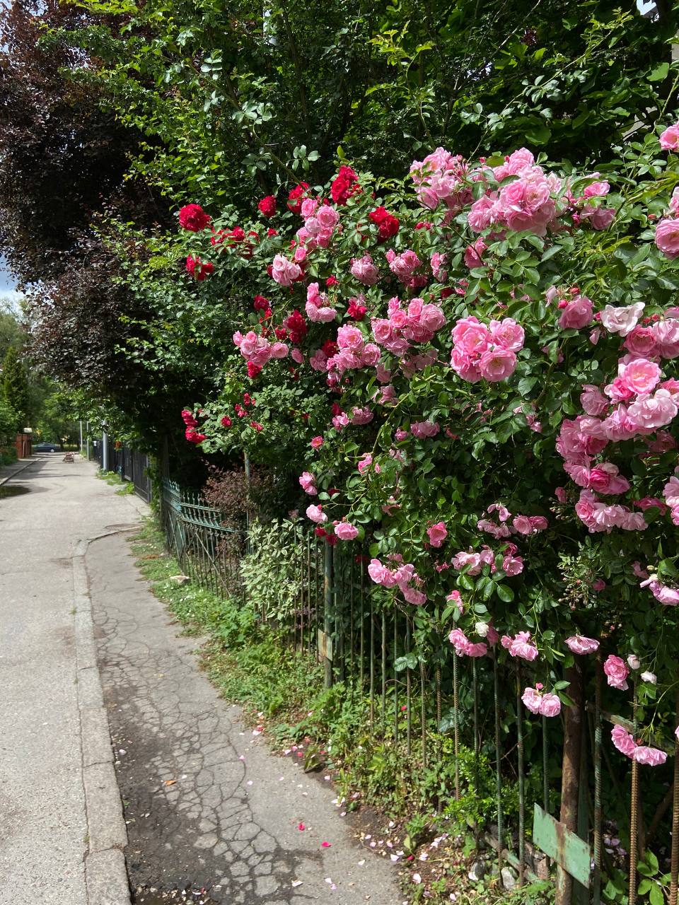– Діти – вони як дріжджі. Спочатку вирують, галасують, усе навколо рознесуть. А потім – пиріг. Я б, може, і відправила їх назад… але вже звикла