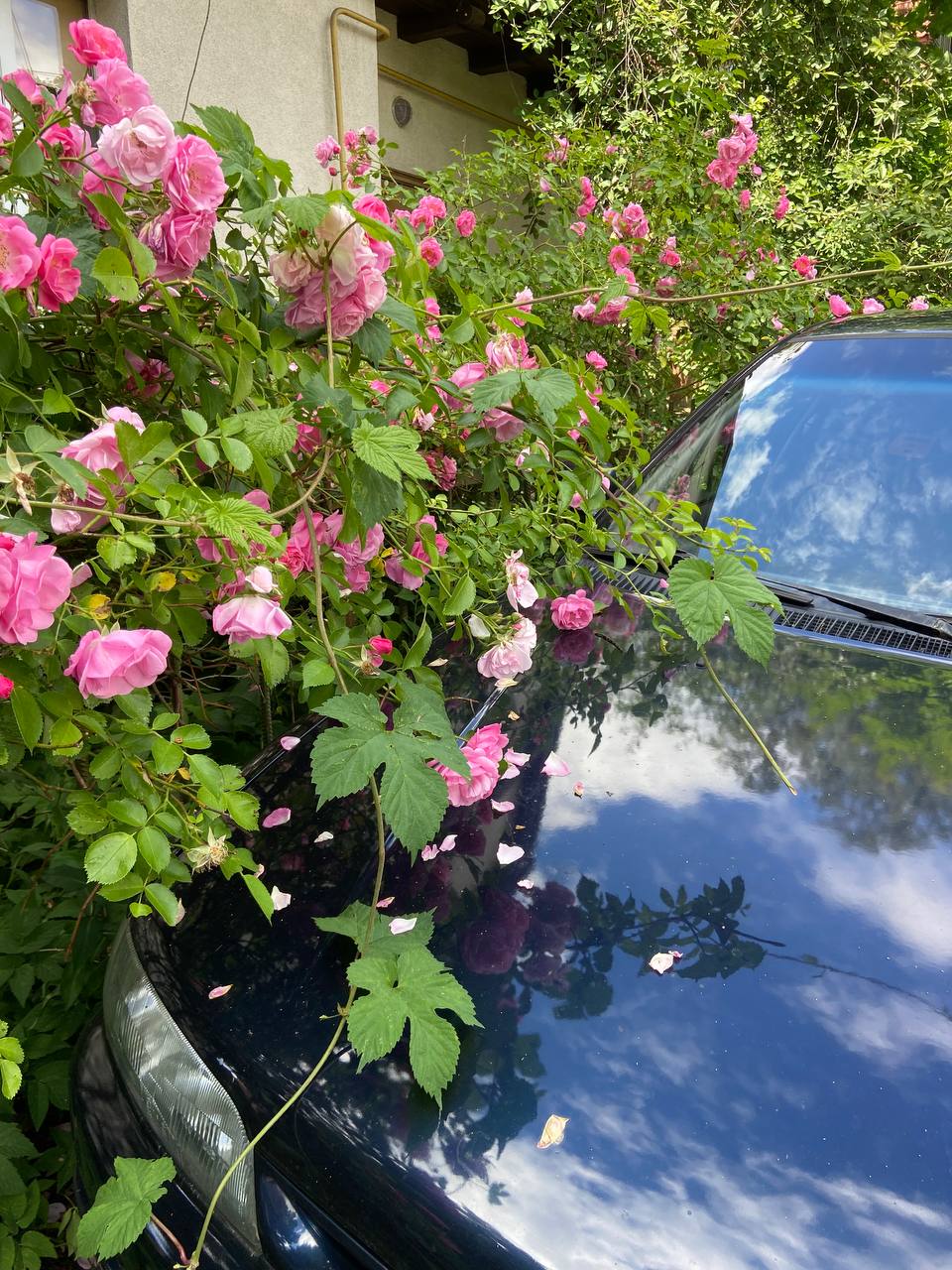 – До нас? Сюди? А мені вони навіщо, Олеже? Це чужі діти, не мої! Що я робитиму з ними? – Аліна була у нестямі від гніву. – Нехай живуть у твоєї матері, чи в дитбудинку! Я їм не нянька! У дитбудинках, до речі, не так і погано, зараз – держава добре їх фінансує…