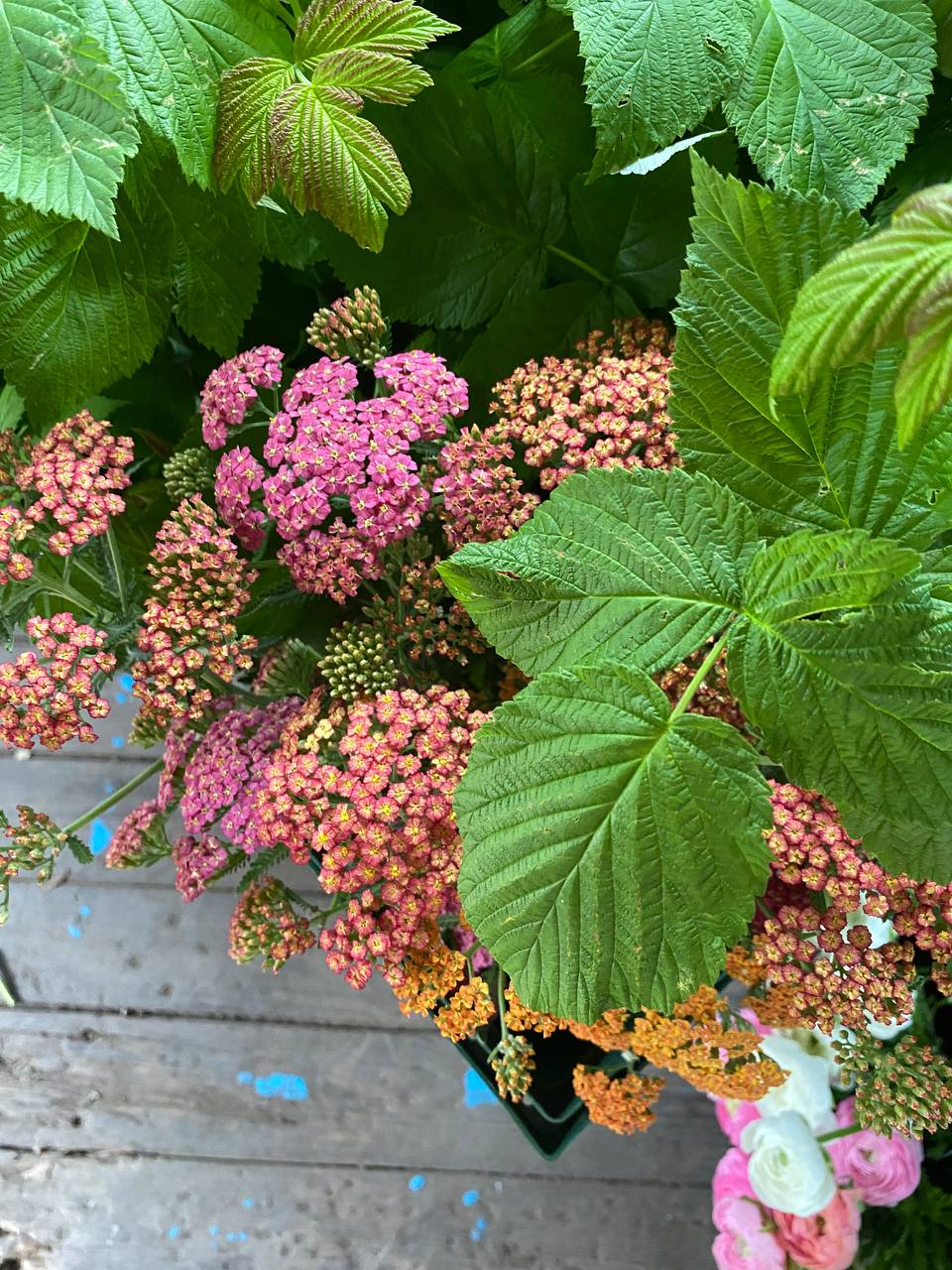 Марічка пішла до мами. Вона завжди йшла туди, коли було важко. Там не питали з порогу, хто винен, а просто наливали чаю й чекали, поки сама заговориш. Ольга Миколаївна, її мама, була з тих жінок, які мали велике терпіння. Зятя Степана вона прийняла спокійно. Без особливої радості, але й без упередження. Просто сказала: – Якщо любиш мою доньку, то йдеш до хати. Якщо ж хочеш себе показувати – двері в нас широкі
