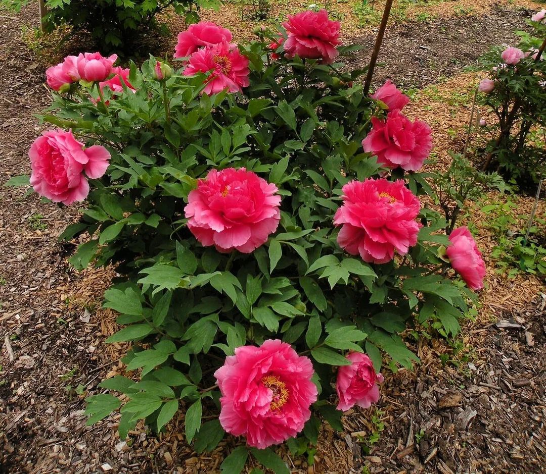 Це моє життя, і я сама розберуся. І взагалі… Годувати мене – твій обов’язок! І не думай сперечатися