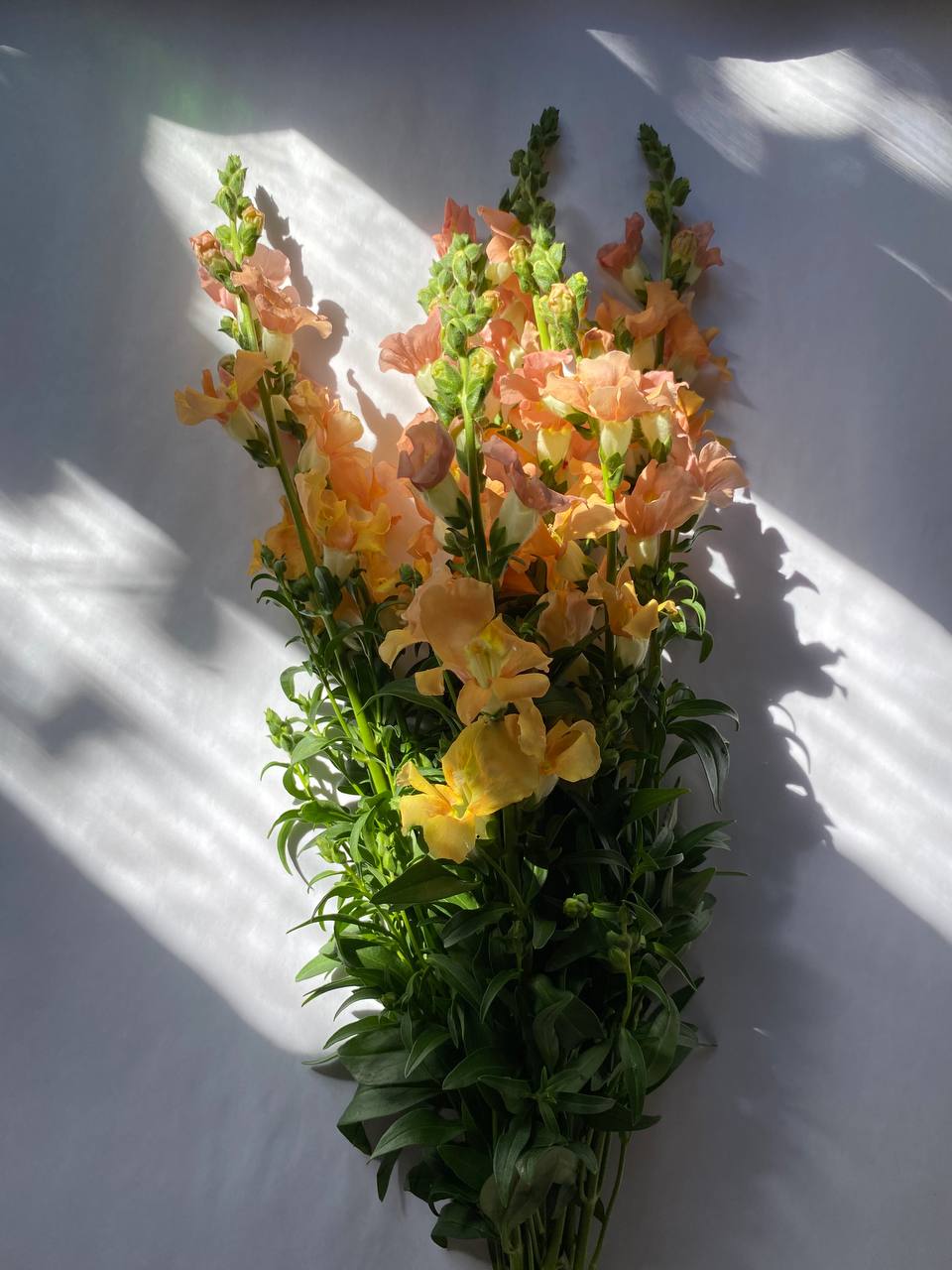 — Чоловік її, красунчик, так? – дівчина закотила очі: – Мені б такого! Я б його з квартири не випускала. Ось як така одружила його на собі? Напевно по “зальоту”. Кажуть, він її все-таки кинув. Напевно, тому вона така. Ой, на тобі павук, – раптом скрикнула вона, я здригнулася і впустила папки