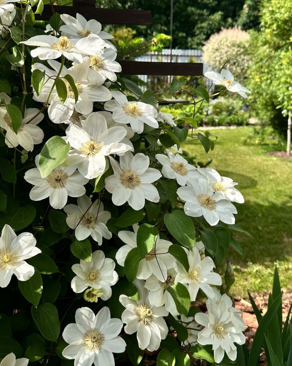 – Ми тут із Вірою скоро на дачу до моєї подруги поїдемо. Якщо що, Наталко, май на увазі. Бабуся у тебе в квартирі вже звикла. Забереш її