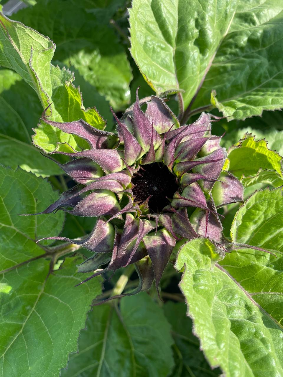 – Лідо, йдемо. Документи із собою? Зараз ми їдемо дивитись будинок, а потім підпишемо договір. Не сперечайся зі мною. – свекруха була дуже рішуча. – Половину оформляємо на тебе, другу на мене. Олег мою частину у спадок у будь-якому випадку отримає