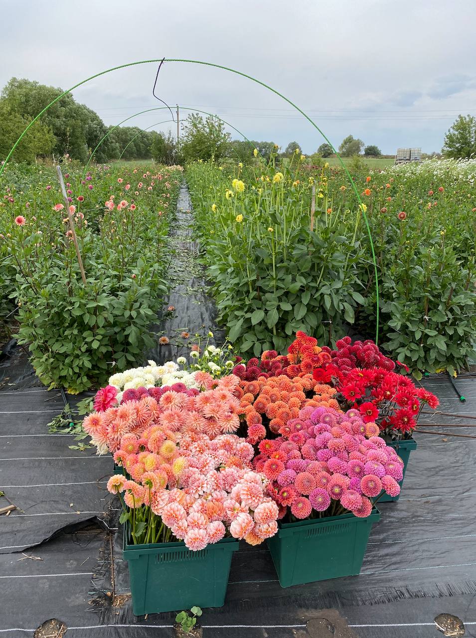 Гнат Клавдії Семенівні не подобався. Занадто непримітний, худий, як жердина, і слова толком зв’язати не може. – Господи, – бурчала вона, – ну що за вигляд? Чи здоровий він узагалі? І як із Варенькою обходитиметься – одному Богу відомо. Варенька-то в мене краса – хоч на виставку ставте, а цей… Старша, Уляна, хоч із першим чоловіком не склалося, хоч із другим, але ті були ставні! А цей… Ех… Примиритися з вибором доньки Клавдія не могла, але серцю не накажеш.