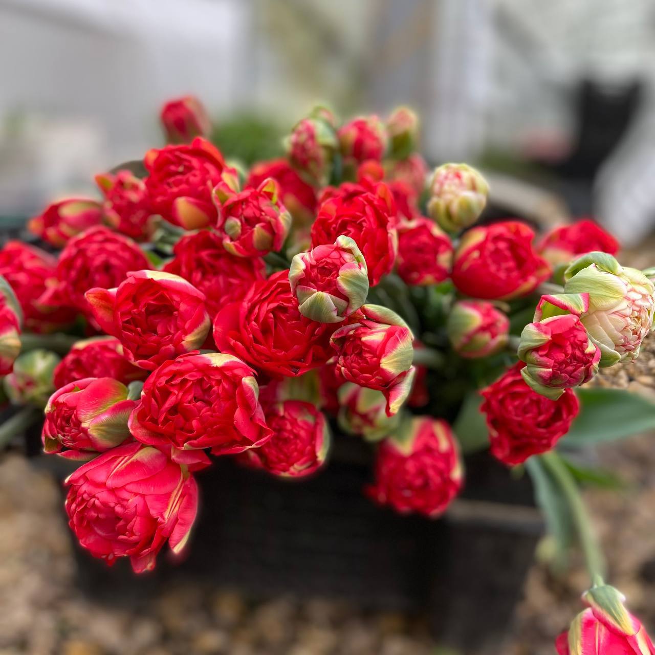 Надя була ще зовсім малою, коли тато зібрав валізу і пішов. Вона тоді стояла в коридорі в піжамі, тримаючи у руці свого плюшевого зайця. – Тату, а куди ти йдеш? – запитала тихо. – Я скоро повернусь, сонечко. Він не повернувся. Не в тому значенні, як діти того чекають. Минали роки. В школі Надя казала, що її тато працює за кордоном. Та правда була складнішою