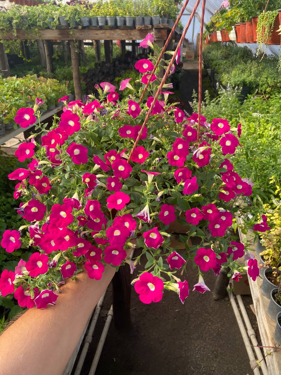 Погостювавши в тітки Каті тиждень-другий, ми задовольняли її потребу в материнстві з лишком, на рік наперед до наступного літа, тож вона могла хоча б рік жити спокійно і не заздрити тим, у кого є діти