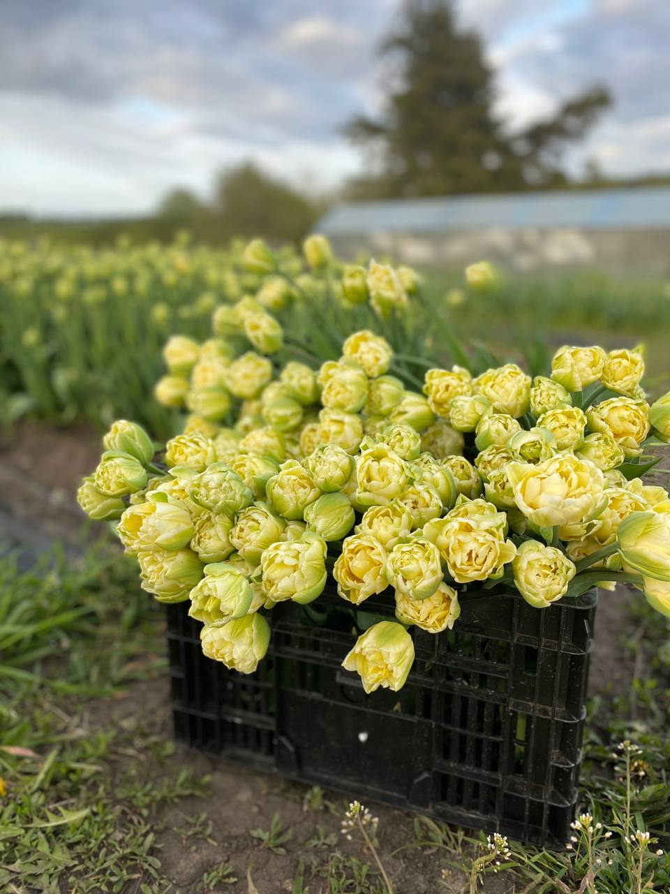 Як Гена дружину обдурив, а потім, ох, як поплатився…