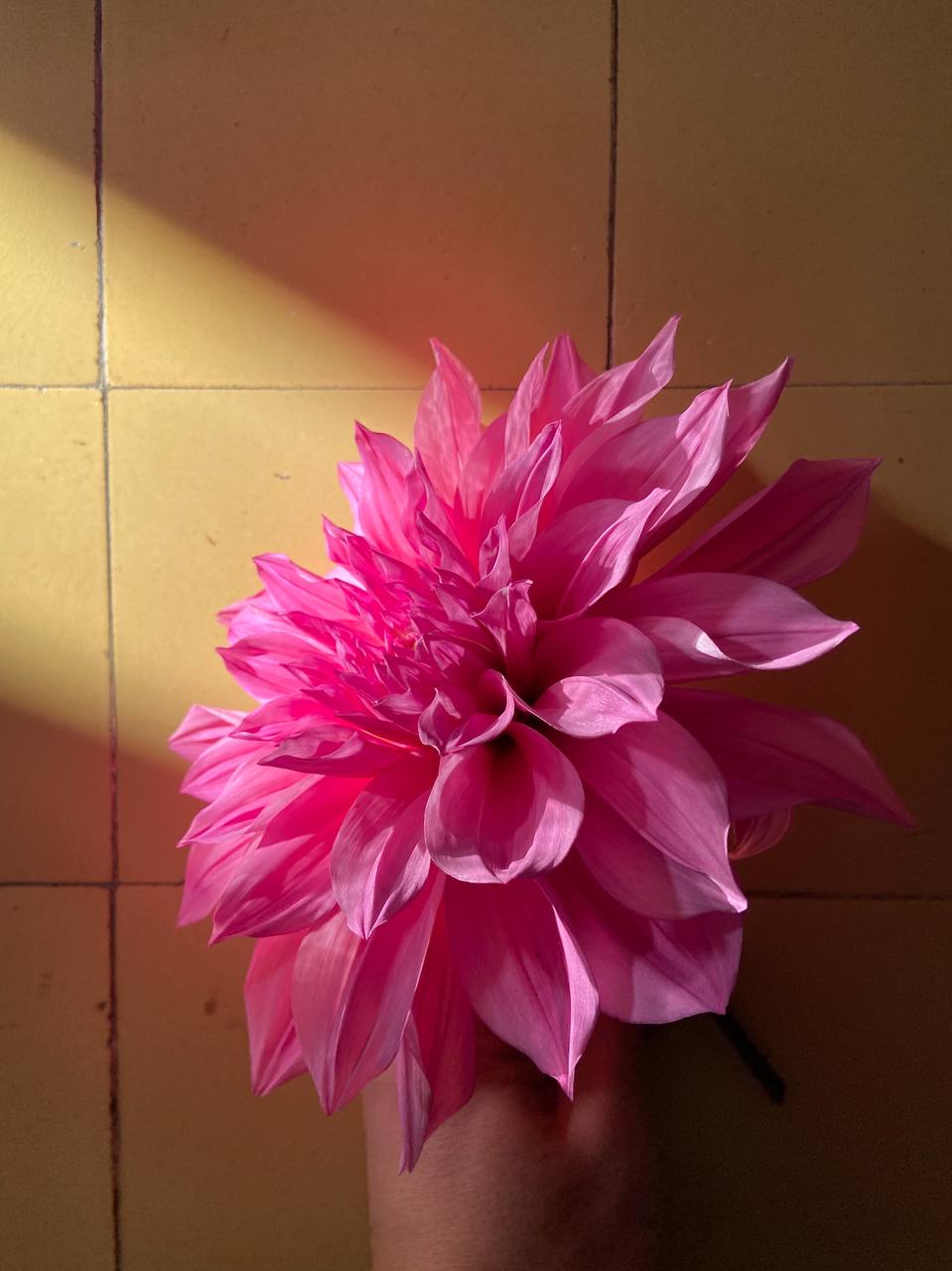 Вона не може тут жити, вона нам ніхто, – чую як дочка мого чоловіка голосно пояснює своєму брату, що мене треба виселяти з будинку, в якому я прожила останніх 15 років. – Зачекай, Марино. Не все так просто. Куди зараз тітка Тамара піде? – каже Юрій, син мого чоловіка, якого я завжди вважала більш людяним і порядним, ніж його сестру, за 15 років спільного життя з чоловіком я таки щось встигла побачити. Нещодавно не стало мого чоловіка. Приїхали його діти від першого шлюбу, і відразу взялися розпоряджатися спадщиною. В принципі, спадок не малий: будинок, город, гараж, машина. Я не особливо не претендувала ні на що, але якщо чесно, то і не думала, що мене так швидко почнуть з хати виганяти