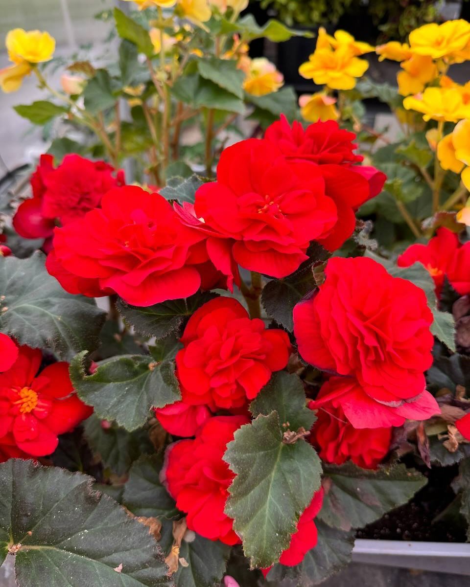 Як і припускав Костя, у пакетику не було нічого для схуднення. Просто нешкідливі вітамінки, які ну ніяк не сприяють зниженню ваги