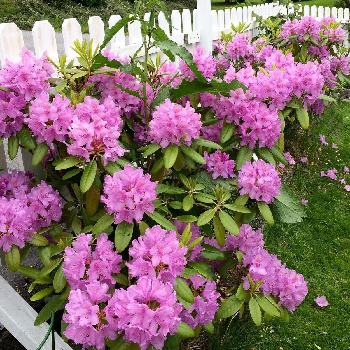 – Олю, слухай уважно: фірма, яка здавала чоловіків напрокат, зачинилася! Прошу сюди більше не дзвонити. А вихідні ми з Ігорем та Ромкою і без вас проведемо чудово! Я зрозуміло пояснила? – Обурено відповіла дружина