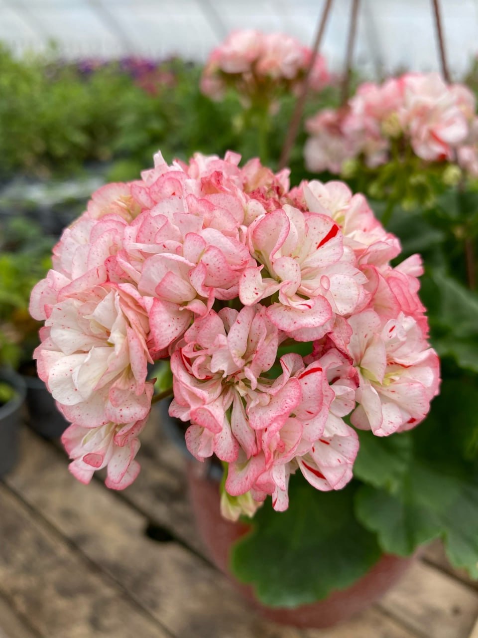 — Давай прояснимо ситуацію раз і назавжди. Будинок належить мені. Я ціную твою турботу й підтримку, але всі рішення щодо будинку ухвалюю я. Якщо твої родичі хочуть приїхати в гості — будь ласка, але тільки за запрошенням. Ніяких самовільних візитів, ніяких перебудов, ніякого планування за моєю спиною