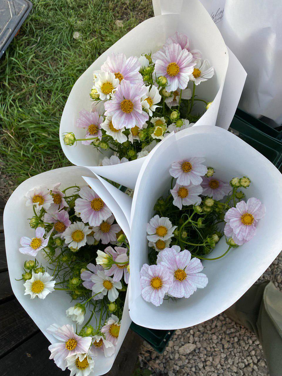 Люба, а скажи мені чесно – давно ви з Борисом цю схему обмірковуєте? – Яку схему? – Люба зробила невинні очі, – Ми ж просто дбаємо! – Дбаєте… А Костик у курсі ваших планів? – Звісно! Костя, йди сюди! – крикнула Люба. – Поговори з тіткою Танею! Хлопець знехотя приплив на кухню, жуючи щось.