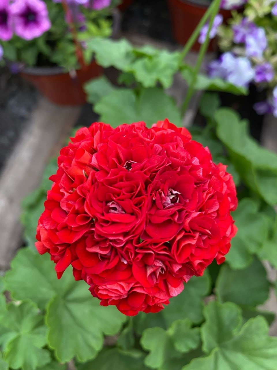 Село пишається ним — нашим Іллею, який чує серцем