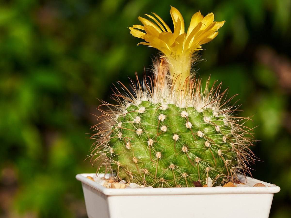 – Ти що, з глузду з’їхала? А хто нам буде готувати? — тремтячим голосом прошипів чоловік